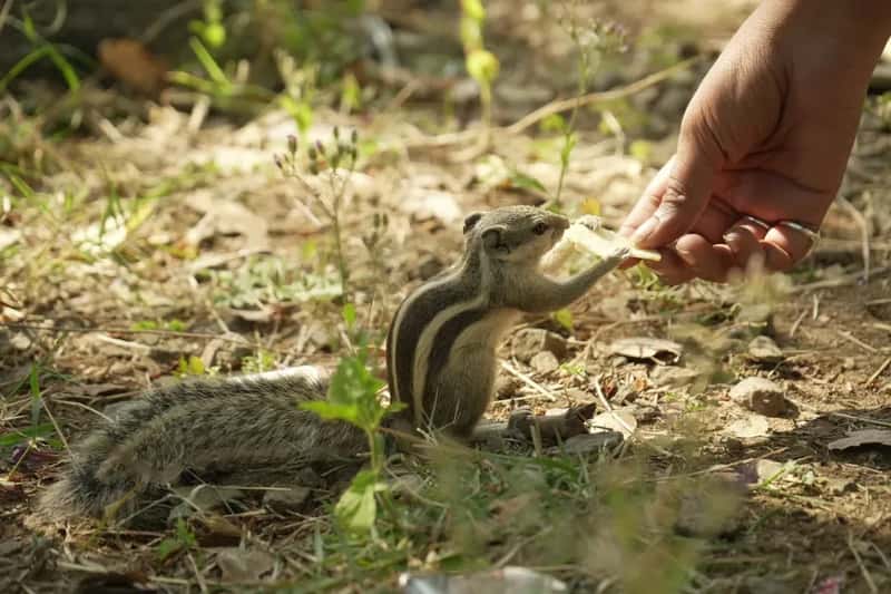9. Feeding Wildlife (Image Credits: Unsplash)