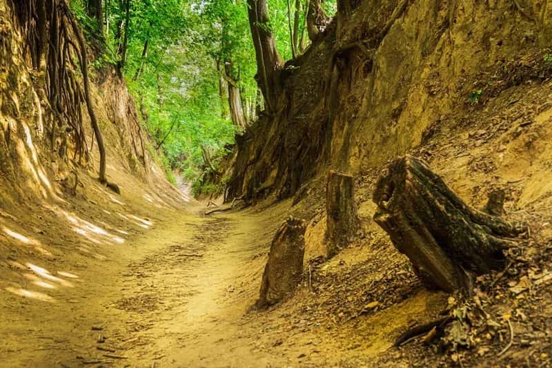 #3 - Going Off-Trail "Just for a Shortcut" (Image Credits: Pexels)