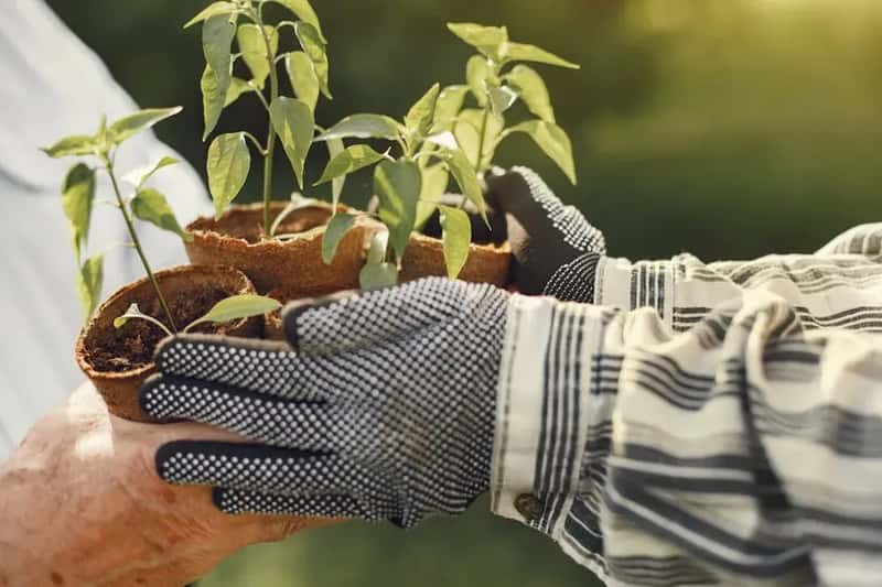 #8 - Planting in Clusters Instead of Singles Doubles Your Traffic (Image Credits: Pexels)