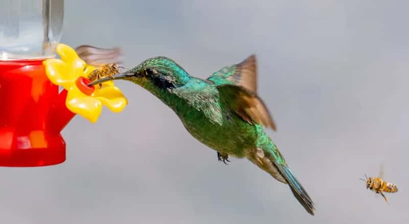 #4 - A Feeder Covered in Yellow Decorations (Image Credits: Pexels)