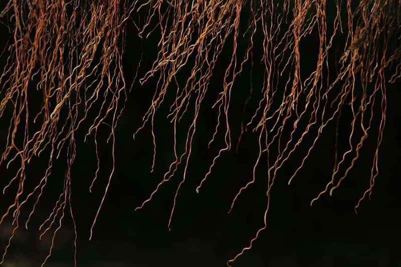 #4 - Mycorrhizal Fungi Give Your Plants a Secret Root System (Image Credits: Unsplash)