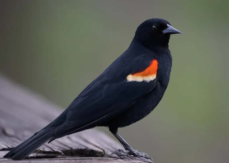 #4 - Red-winged Blackbird: 92 Million Gone, and Nobody's Talking About It (Image Credits: Unsplash)