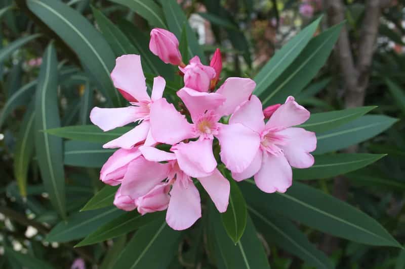 10. Oleander (Image Credits: Flickr)