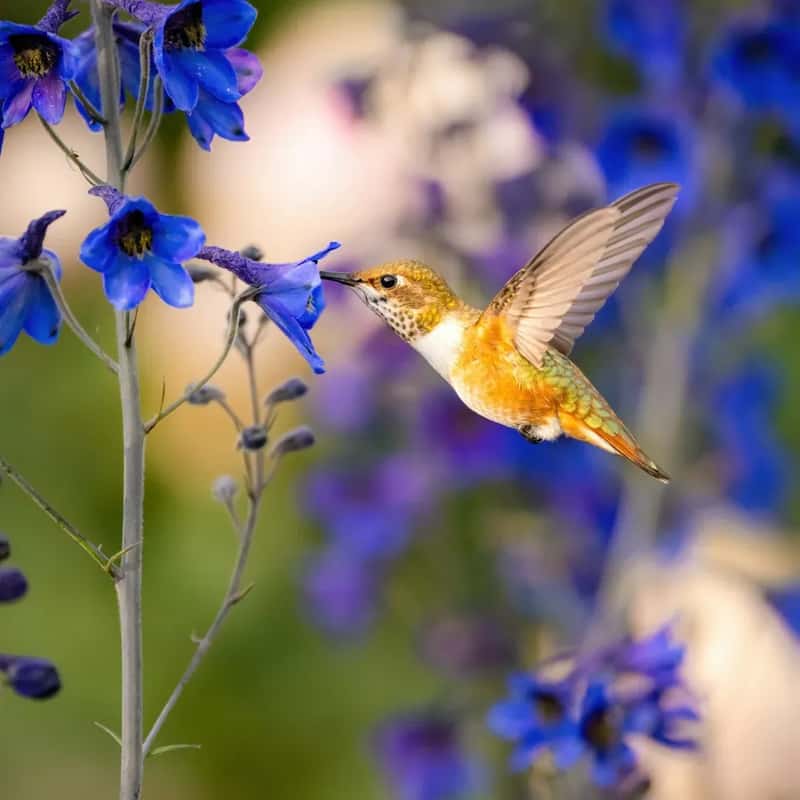 #2 - Rufous Hummingbird: The Feeder Favorite Dropping 2% Every Single Year (Image Credits: Unsplash)