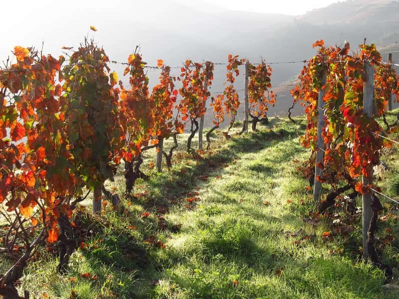 4. Douro Valley and Dão, Portugal (Image Credits: Pixabay)