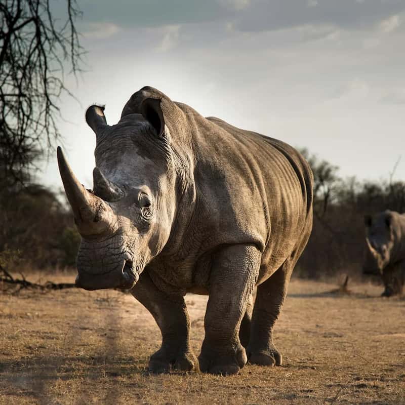 Crossing the 1,000 Rhino Threshold (Image Credits: Unsplash)