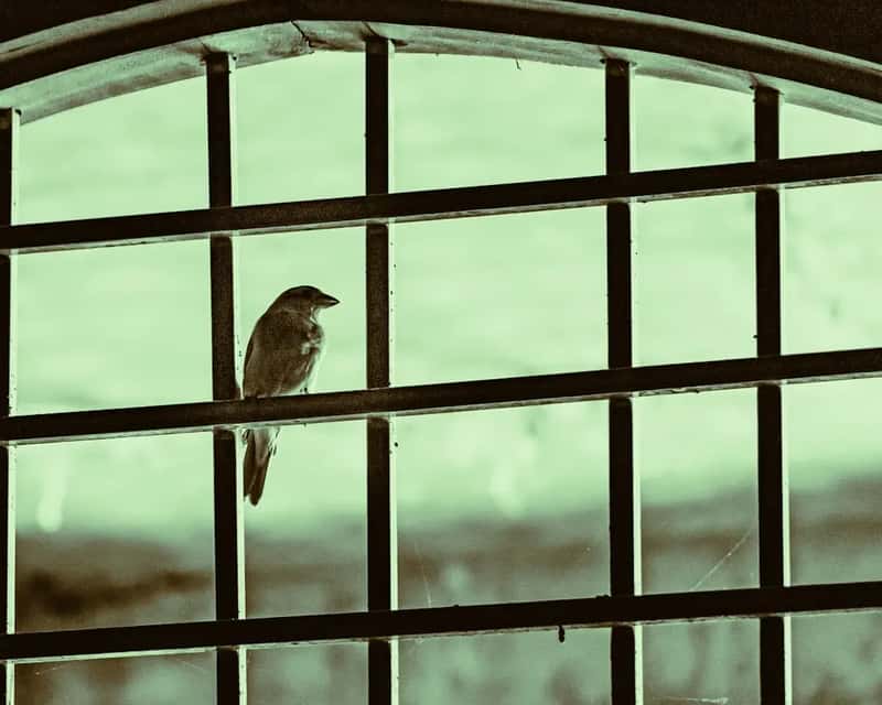 #14 - A Feeder Hung Too Close to Reflective Windows (Image Credits: Unsplash)