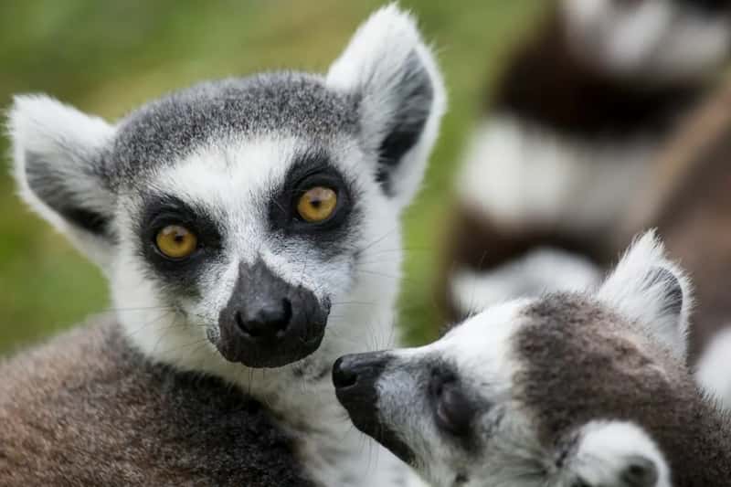 7. Madagascar (Image Credits: Unsplash)