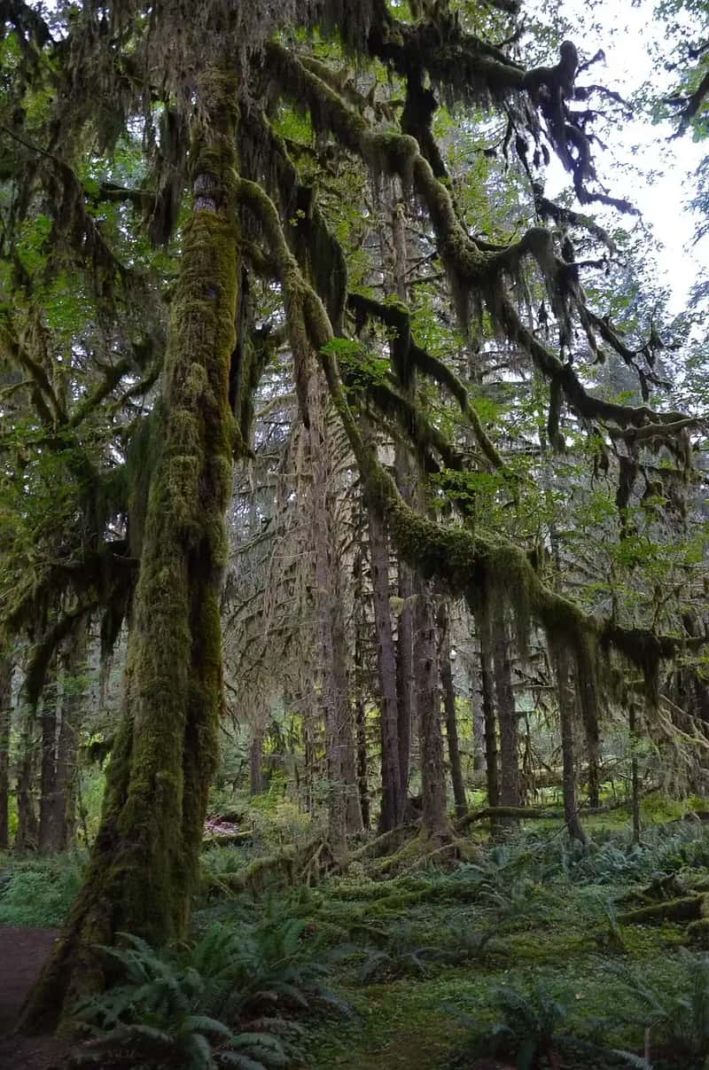 #2 – Olympic National Park, Washington: Three Ecosystems, All of Them Demanding (Image Credits: Pixabay)