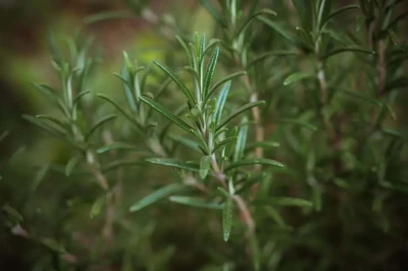 2. Rosemary (Image Credits: Unsplash)