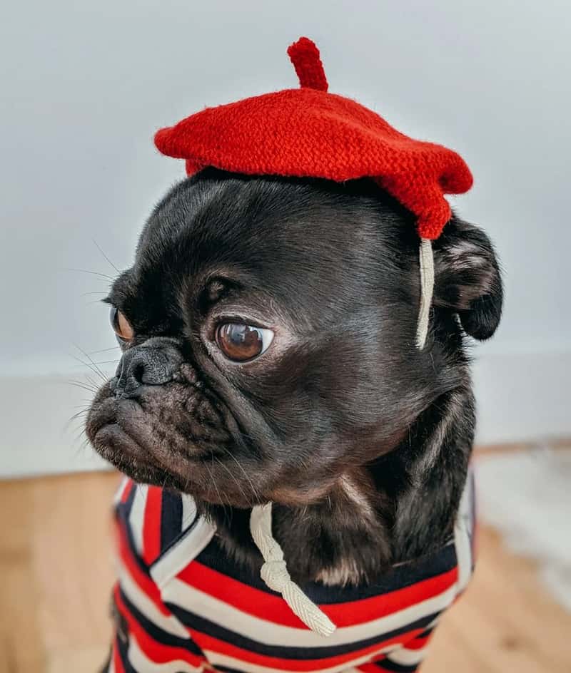 10. "Can I get a doggy bag?" phrased too casually (Image Credits: Unsplash)