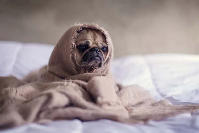 #13 - Familiar Comfort Items From Home (Image Credits: Unsplash)