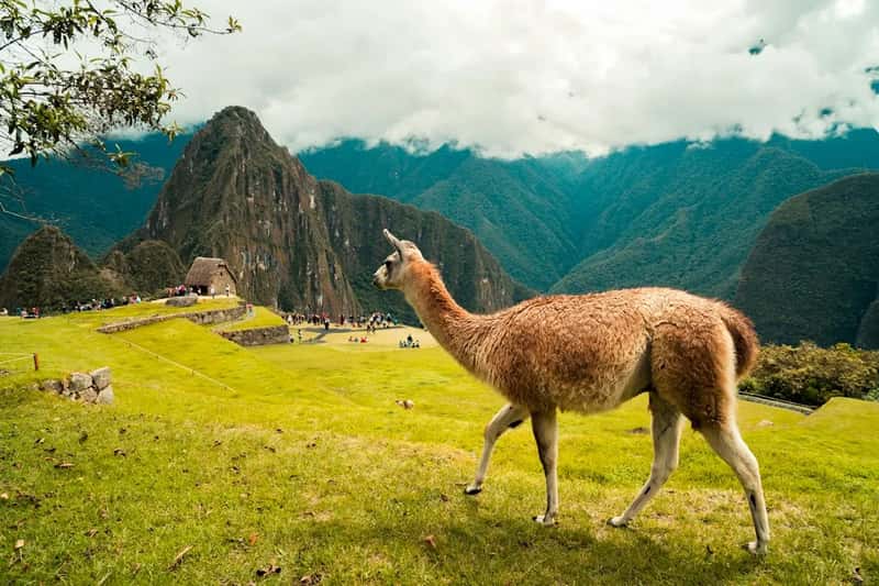A Borrowed Llama for a Trip to Peru (Image Credits: Unsplash)