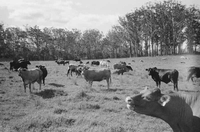 Australia: a livestock economy reflected on the plate (Image Credits: Pexels)