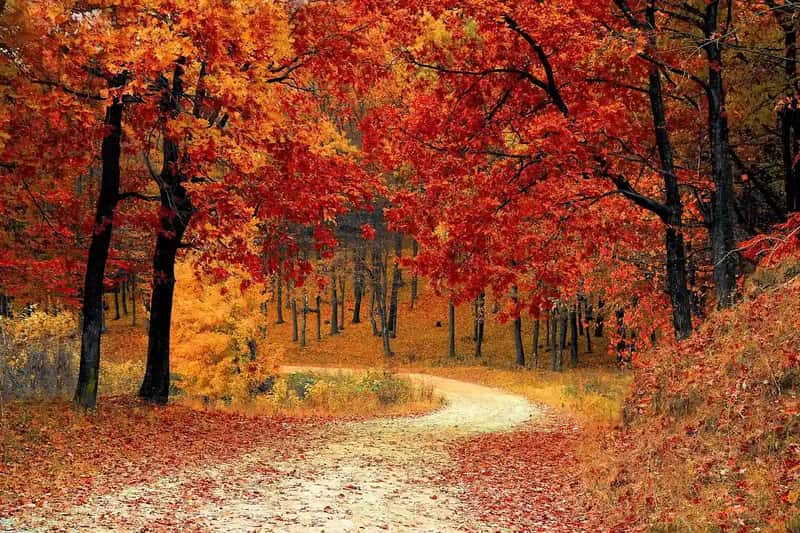 The Trails That Rival Anything Out West (Image Credits: Pixabay)