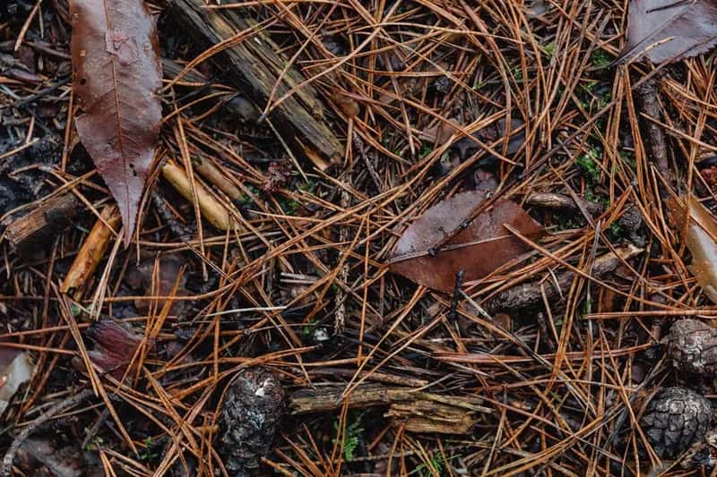 #5 - Pine Needle Mulch Has a Chemical Weed-Suppressing Superpower (Image Credits: Pexels)
