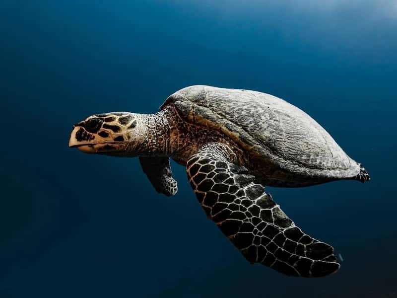 A Species Pushed to the Brink (Image Credits: Pixabay)