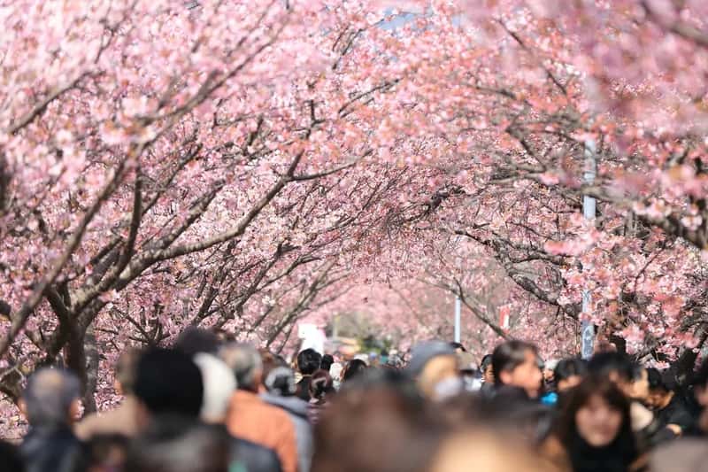 Spring and the Cherry Blossom Rush (Image Credits: Rawpixel)