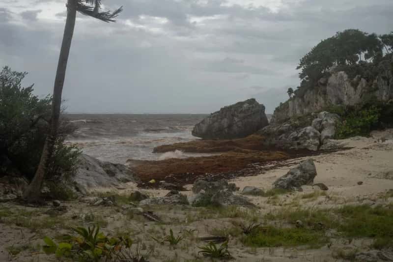 The sargassum problem got too big to ignore (Image Credits: Pexels)