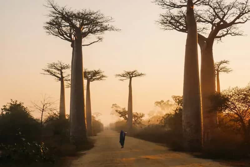 Madagascar: Island of Unique Traditions (Image Credits: Unsplash)