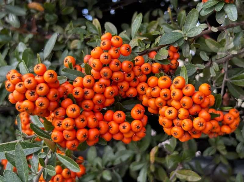 7. Water-rich fruits like oranges and berries (Image Credits: Pexels)