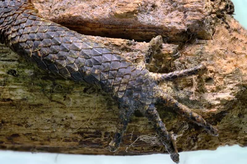 Its Armor Is Something No Other Crocodile Has (Image Credits: Pexels)