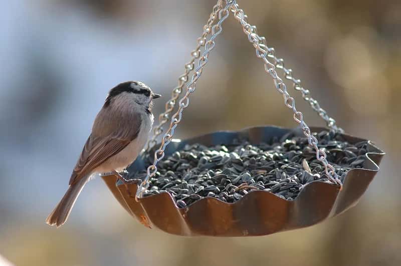 #10 - You're Using the Wrong Type of Feeder (Image Credits: Pixabay)