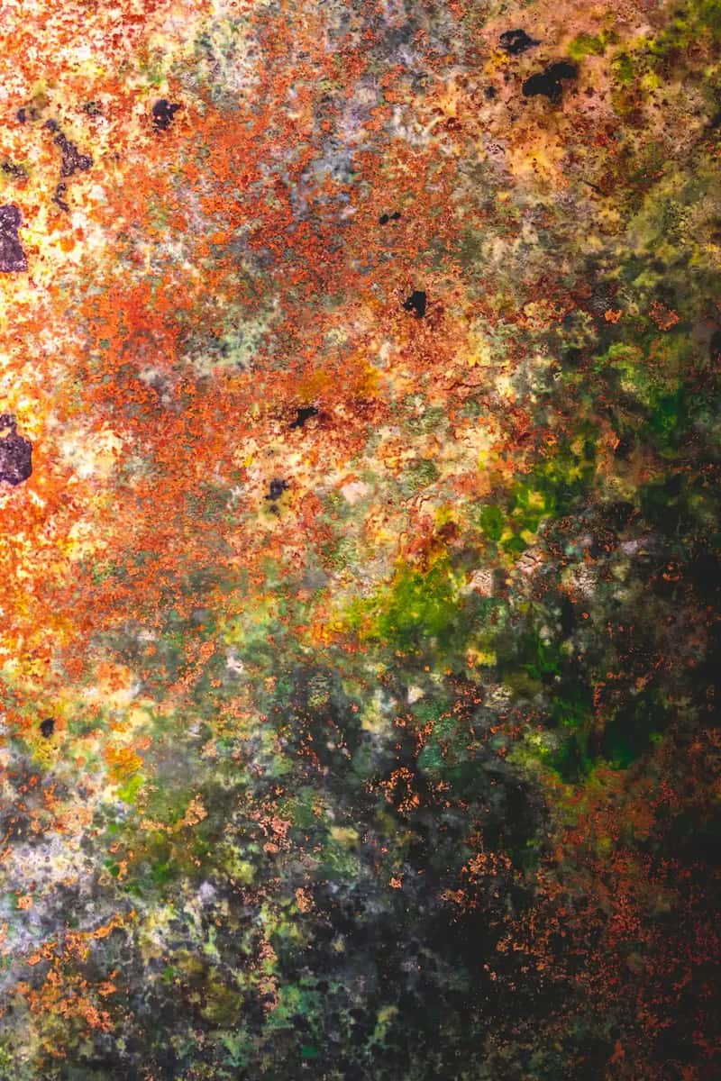 5. Visible mold or persistent musty odors (Image Credits: Unsplash)