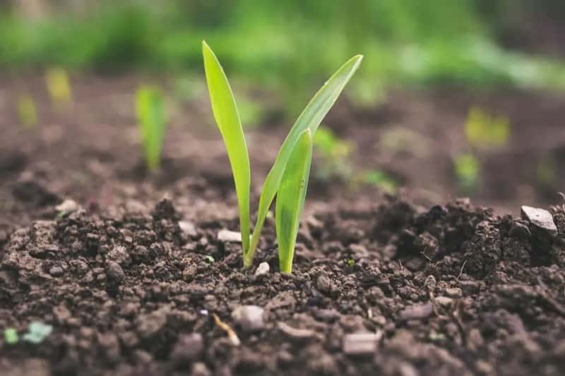 #13 - The pH Problem Nobody Mentions Until Plants Are Already Struggling (Image Credits: Unsplash)