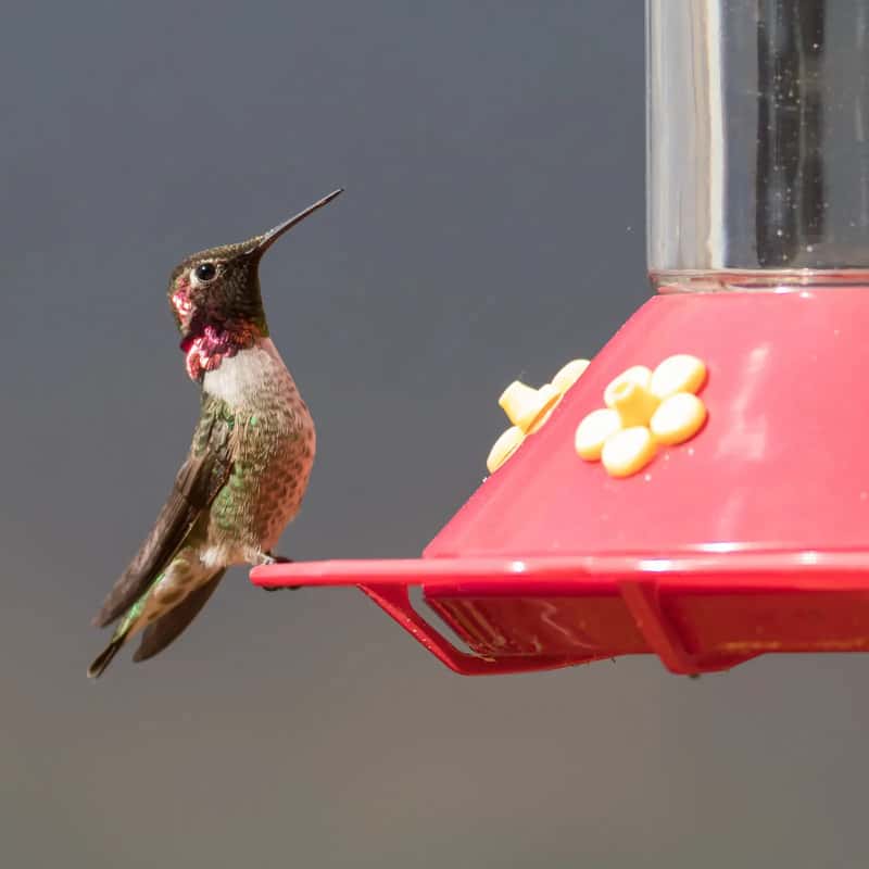 #1 - A Feeder Full of Spoiled or Cloudy Nectar (By Frank Schulenburg, CC BY-SA 4.0)