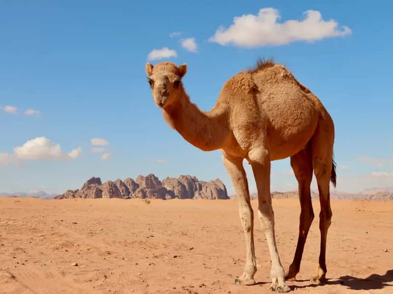A Pair of Camels in the Arizona Desert (Image Credits: Unsplash)