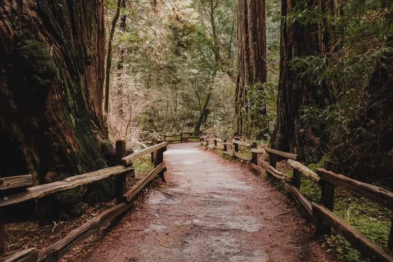 Muir Woods National Monument (Image Credits: Pexels)