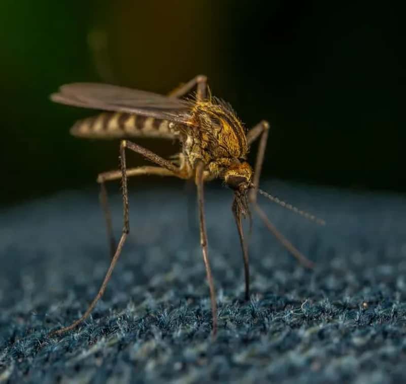 The Mosquito Problem Is Spreading Beyond L.A. (Image Credits: Pexels)