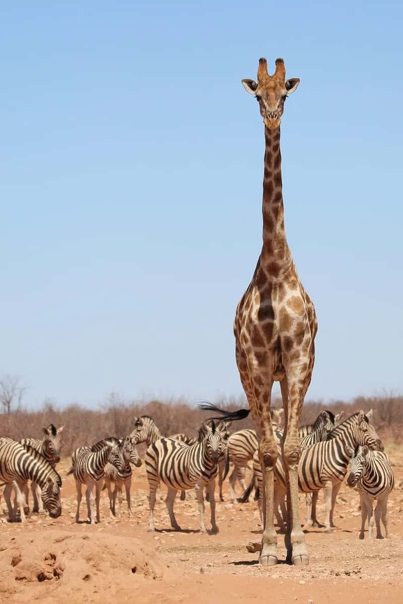6. Namibia (Image Credits: Pixabay)