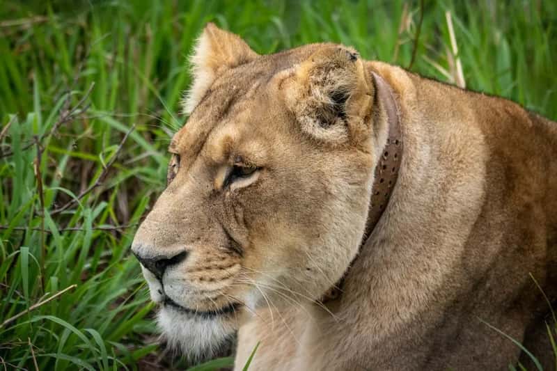 Tracking Lions as a Visitor (Image Credits: Pexels)