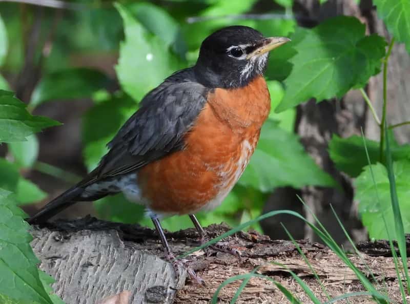 #8 - American Robin: The Bird Everyone Still Sees - Just Far Fewer of Them (Image Credits: Unsplash)