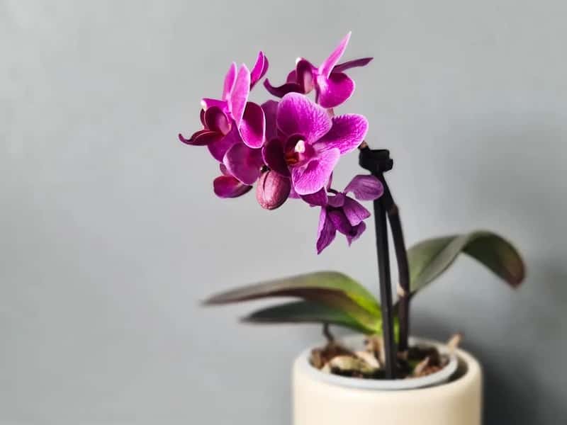 #4 - Keep Your Orchid Away From Fruit Bowls and Gas Appliances (Image Credits: Unsplash)