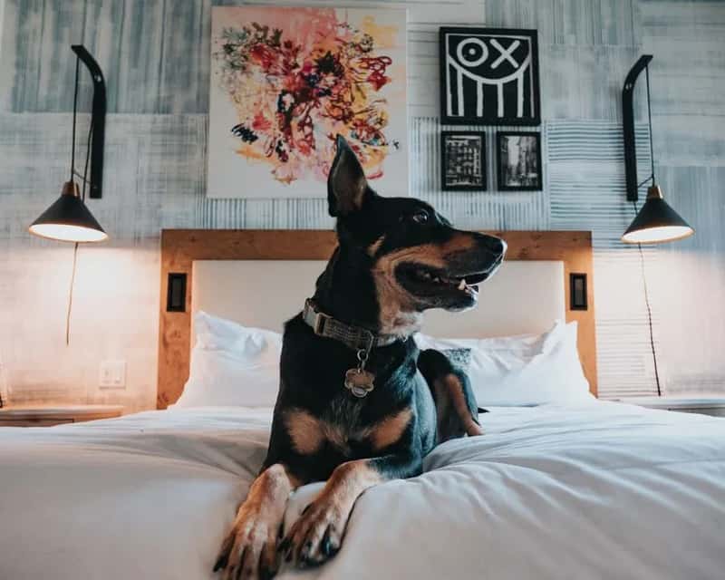 7. Pet fees built into the new booking systems (Image Credits: Pexels)