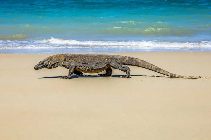 Komodo National Park, Indonesia (Image Credits: Unsplash)