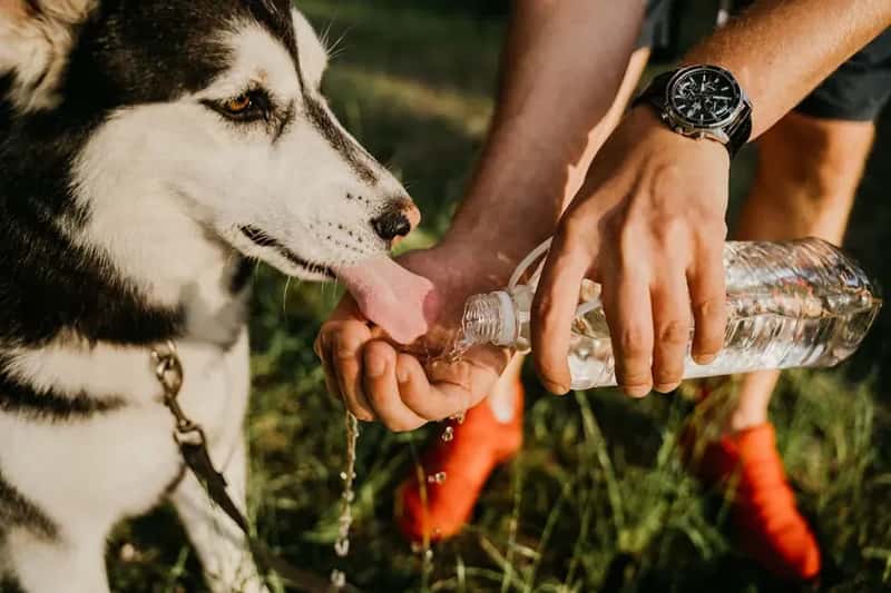 #10 - Extreme Temperatures Can Ground Your Pet - Even in Summer (Image Credits: Pexels)