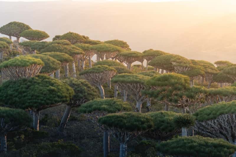 Socotra Island: The Galápagos of the Arabian Sea (Image Credits: Unsplash)