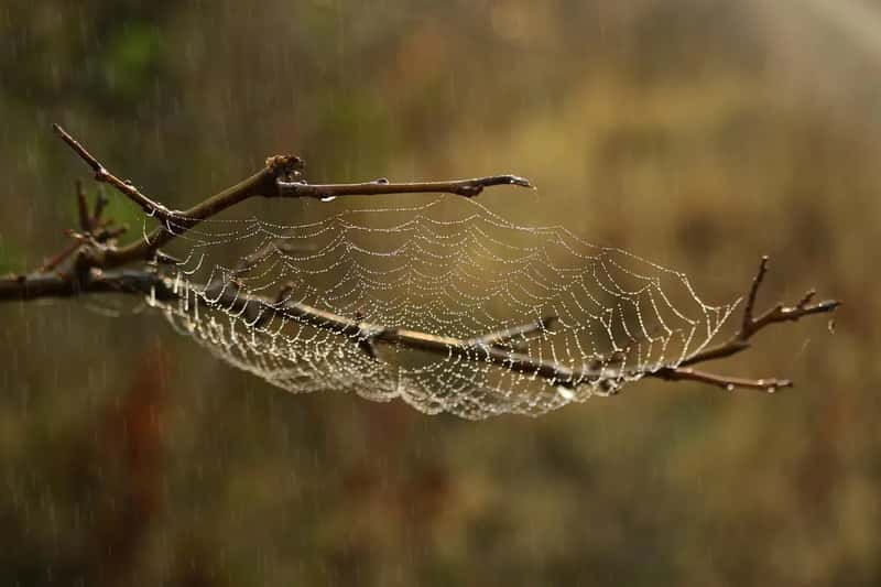 #11 - Leaving Spider Webs Alone Is One of the Best Things You Can Do (Image Credits: Pixabay)