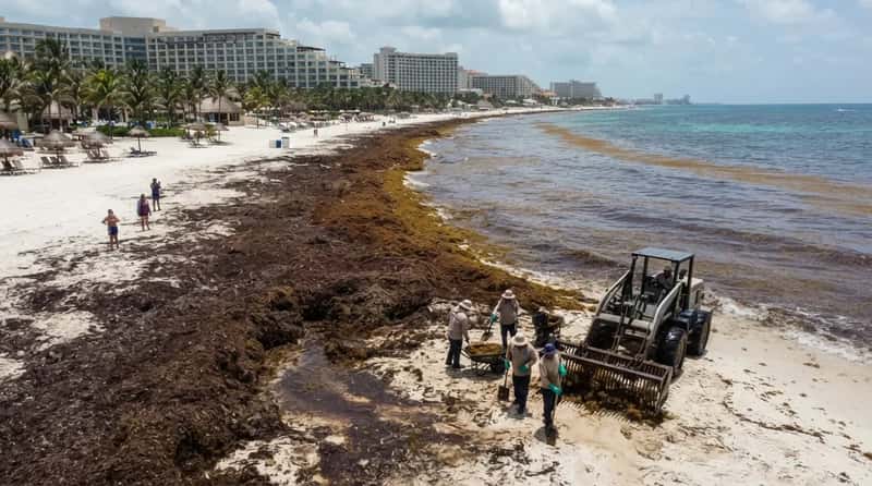 #3 - The Seaweed Season That Can Turn a Postcard Beach Brown (Image Credits: Gemini)