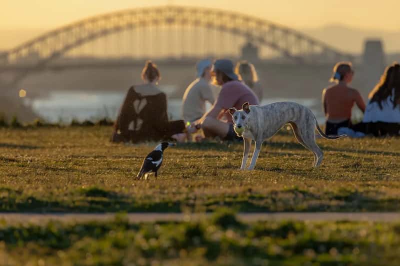 5. Australia: quarantine clearance and permits before any pet can enter (Image Credits: Unsplash)