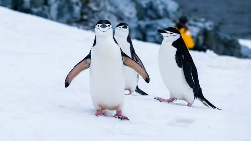 4. Antarctica (Image Credits: Unsplash)