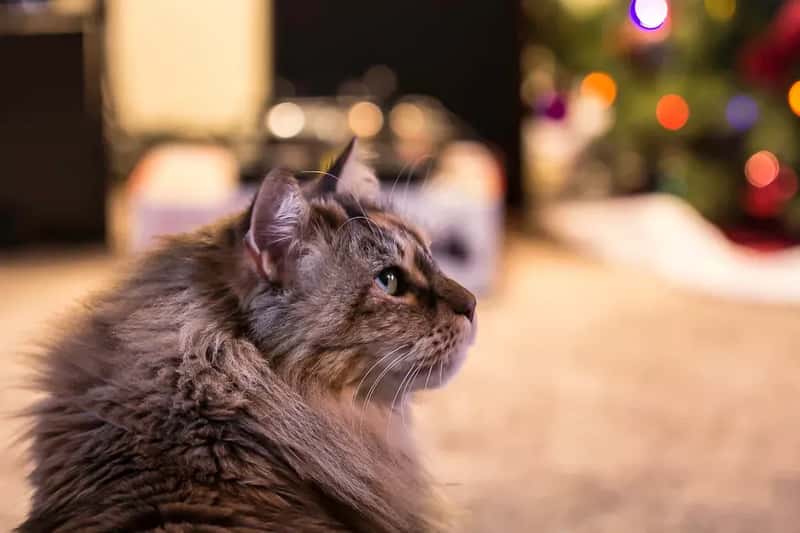 #7 - A Free-Roaming Cat in the Yard (Carodean Road Designs, Flickr, CC BY 2.0)