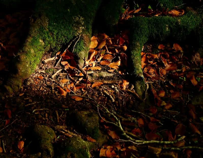 Truffle Hunting by Moonlight: Culinary Treasure Hunt (Image Credits: Unsplash)