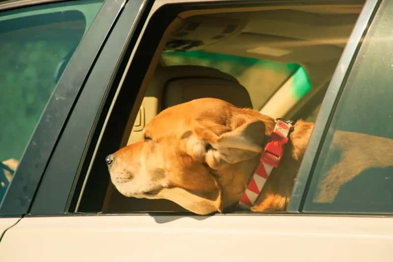 #10 - Motion Sickness Medication (Image Credits: Unsplash)