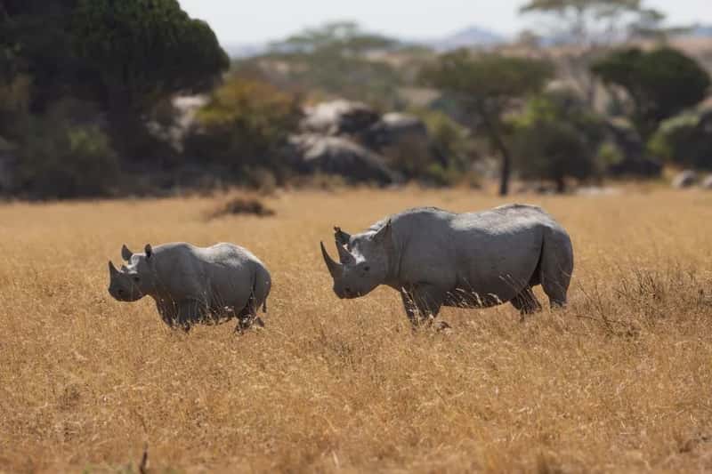 Private Conservancies Became the Backbone of Recovery (Image Credits: Pexels)