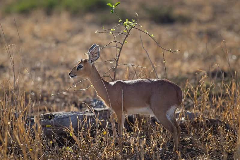 Gonarezhou's Long-Awaited Second Chance (Image Credits: Pexels)